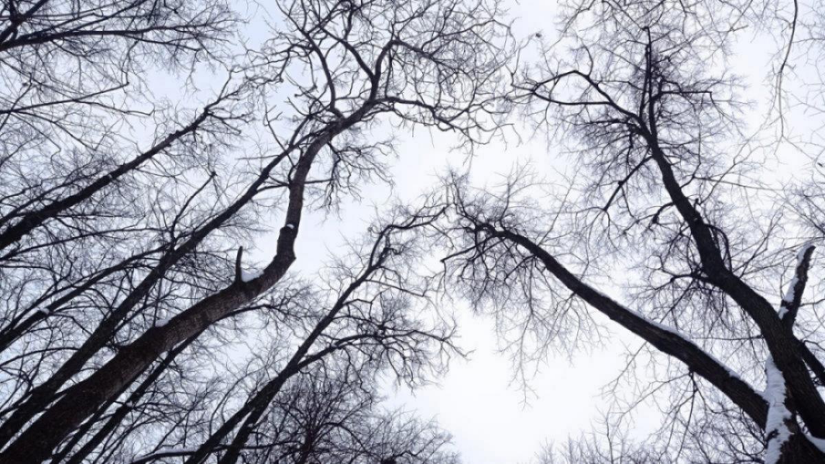 Губернатор Бусаргин сообщил о высадке новых лесов в Саратовской области