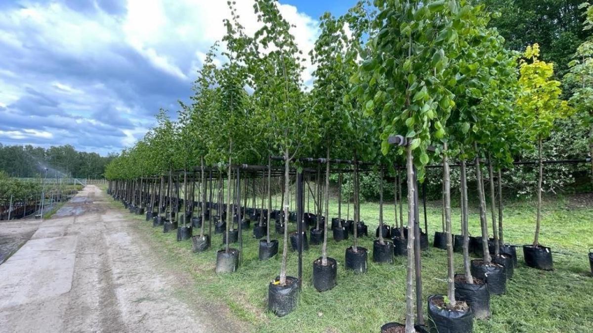 В Саратове на 20 улицах высадят более 8 видов деревьев в 2024 году