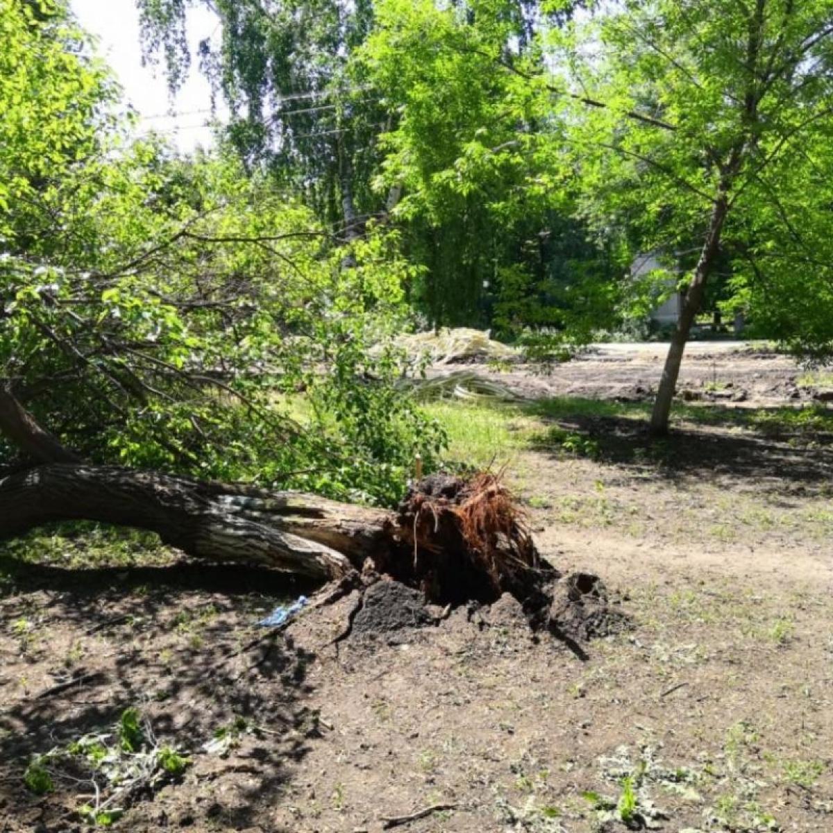 Упавшее дерево в селе