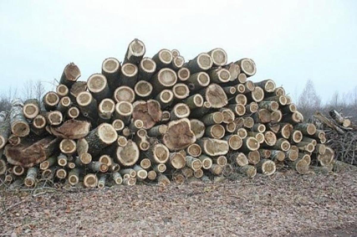 Незаконная вырубка леса в Саратовской области: лесничий хотел «урегулировать вопрос» за 250 тысяч рублей 