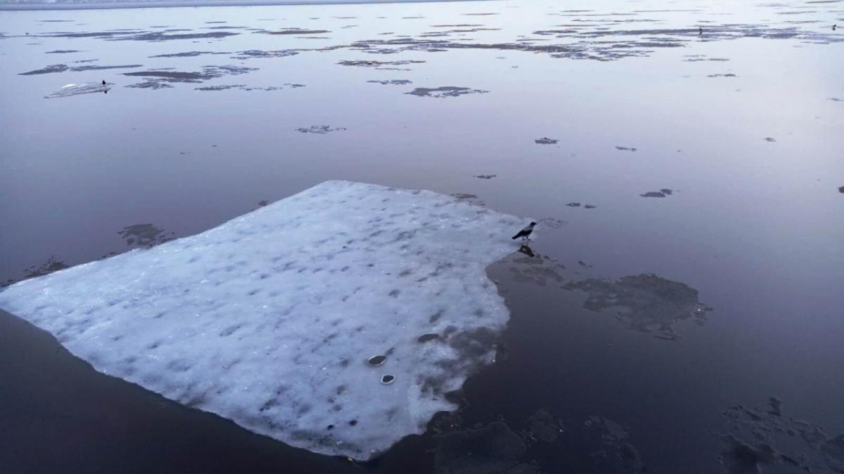 В Балаково спасатели сняли со льдины женщину на каблуках