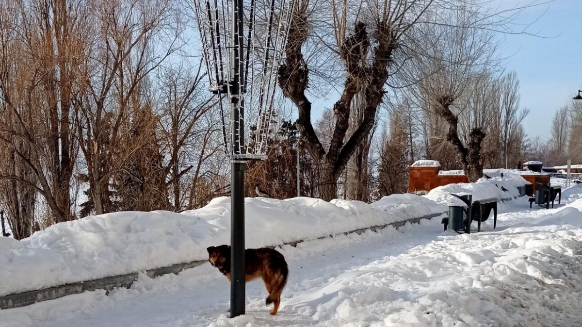 Саратовские чиновники дали совет родителям искусанной собакой 6-летней девочки