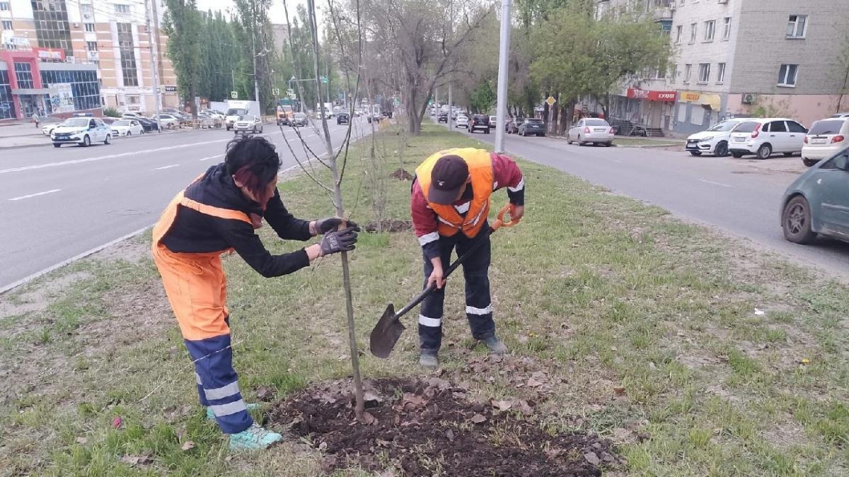 В Саратове высадили 420 молодых деревьев в рамках озеленения
