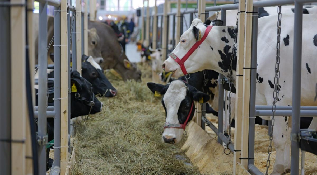 «Золотая осень-2025»: Саратовская область представила свои достижения