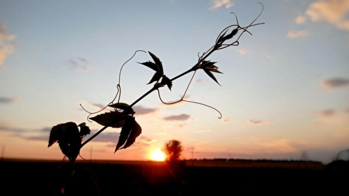 Саратовцы поделились в соцсетях снимками кинематографичного заката