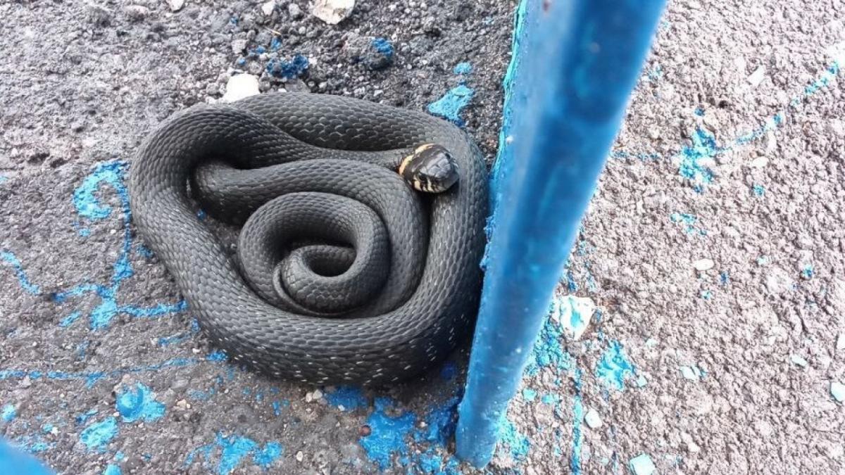 Жители Саратова спасли ужа на набережной