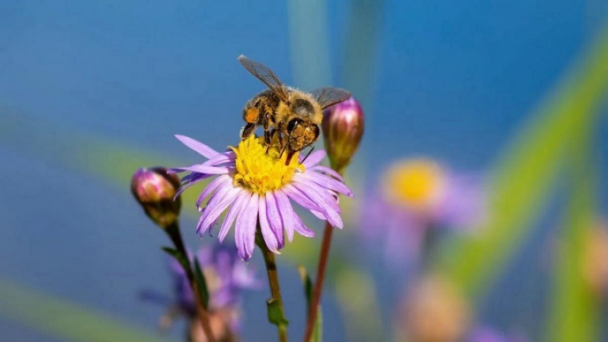 Массовая гибель пчёл зафиксирована в Саратовской области