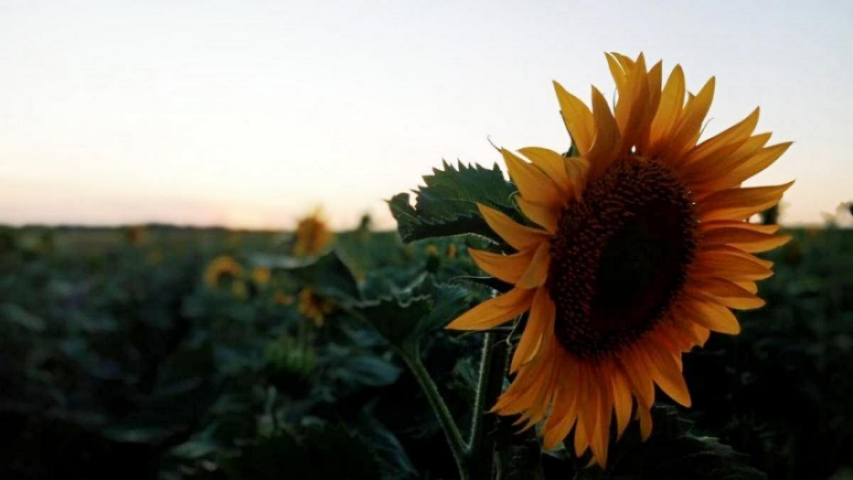 Режиссер из Москвы восхитился красотой саратовского села