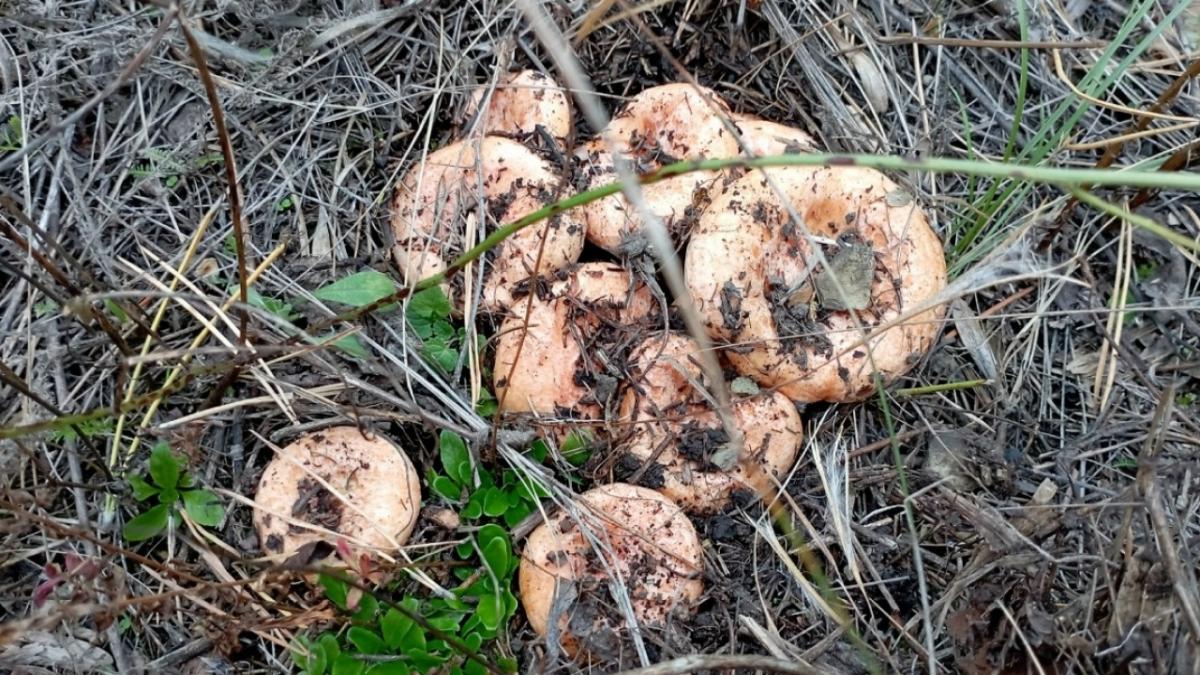 Народу как на проспекте: саратовские грибники массово «штурмуют» леса региона