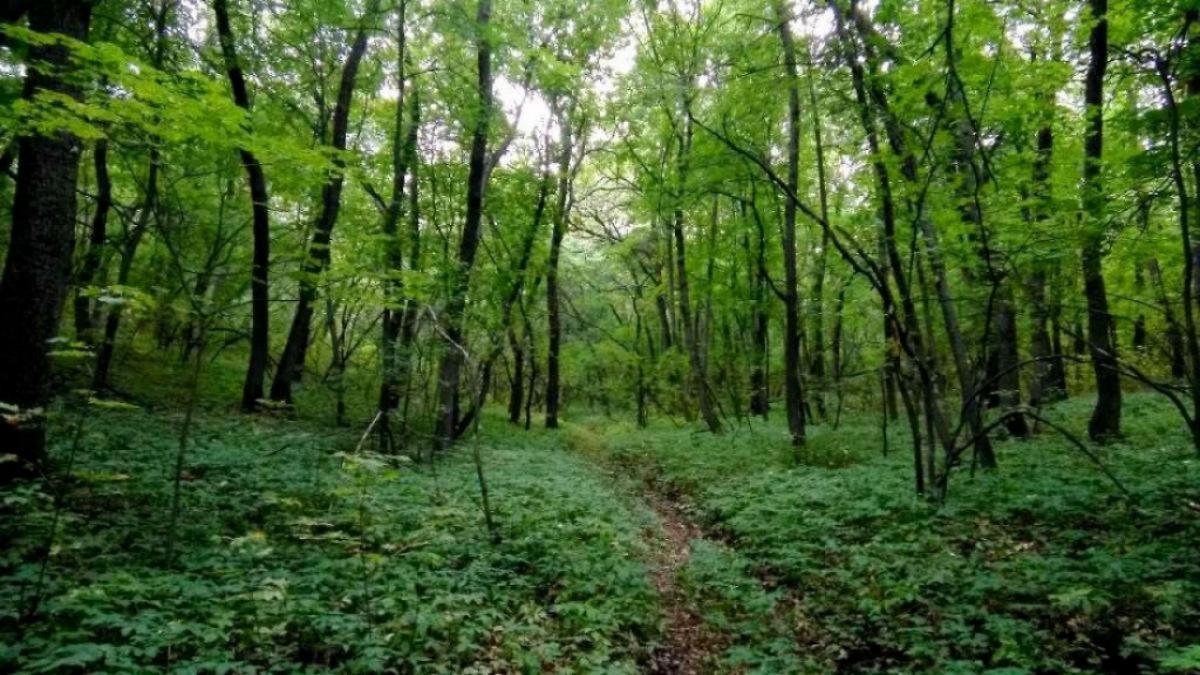 Саратовцы сфотографировали увешанные женским нижним бельем деревья