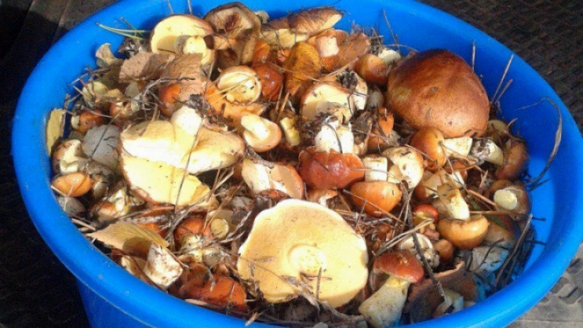 Саратовцы после проливных дождей собирают грибы ящиками и ведрами