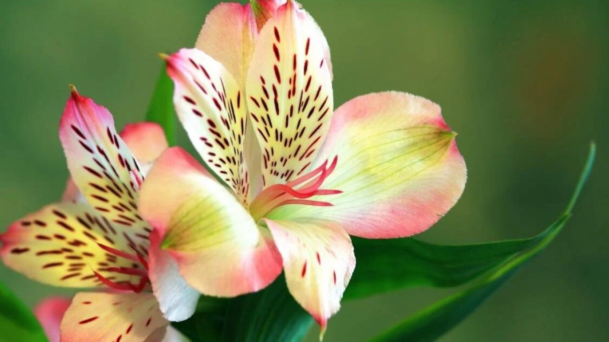 В Саратове заработали цветочные ярмарки к 8 марта