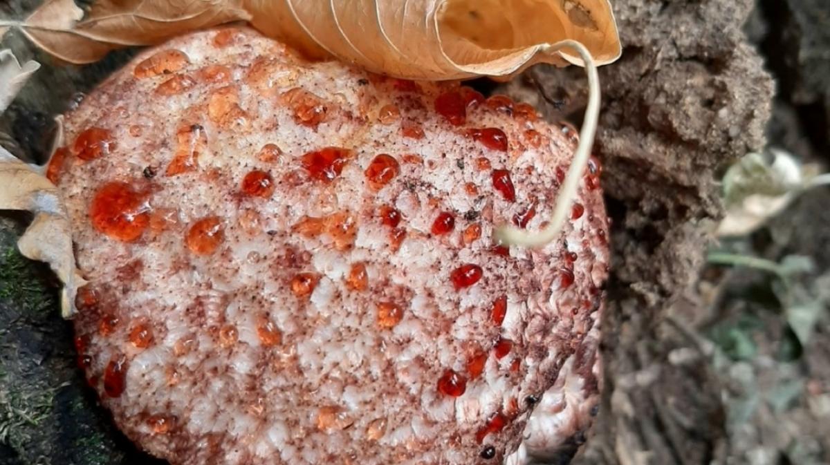 Саратовцы впервые наткнулись на редкий «кровоточащий» гриб