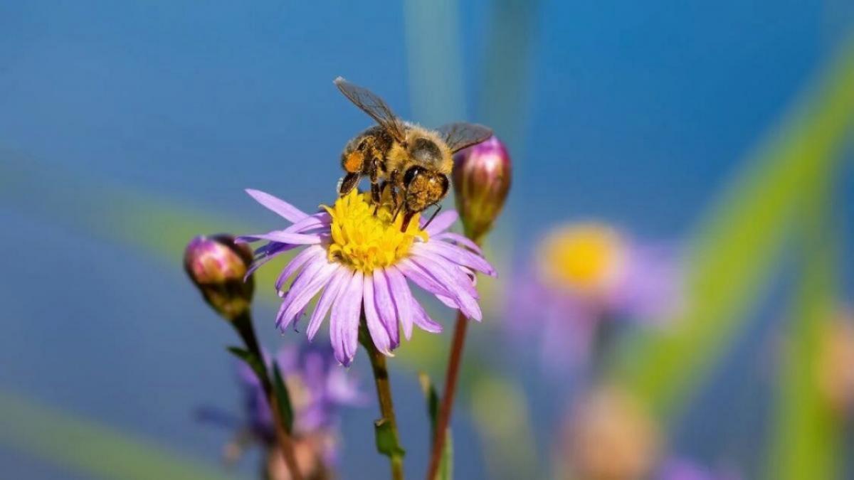 Из Саратовской области не выпустили в Узбекистан мед без документов