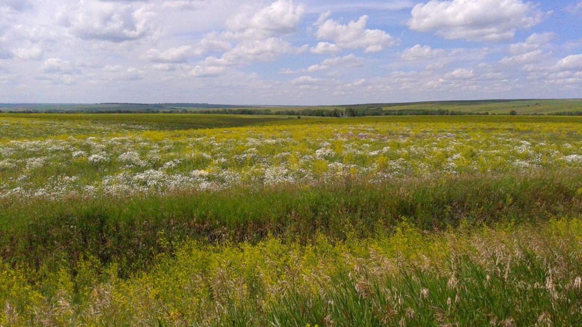 До потери зрения: в Саратовской области боятся разноса борщевика Сосновского
