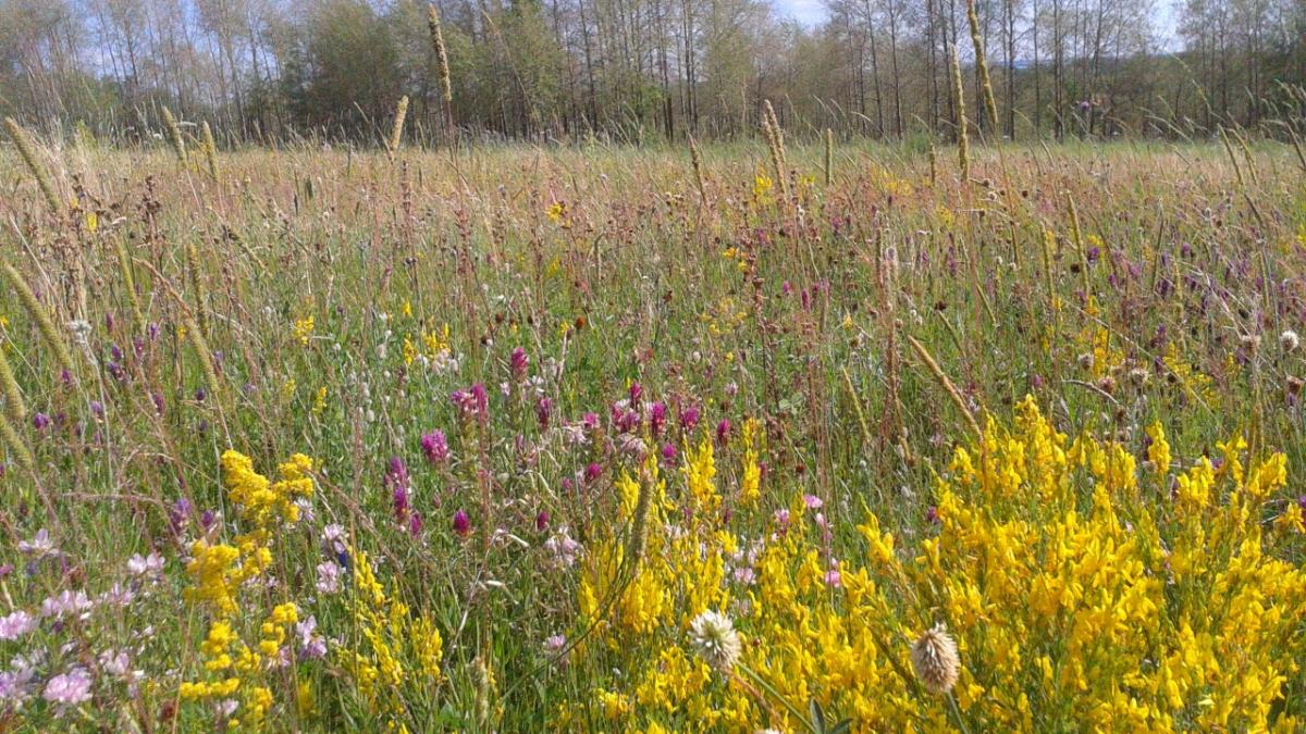 В Саратовской области боятся распространения опасного борщевика Сосновского