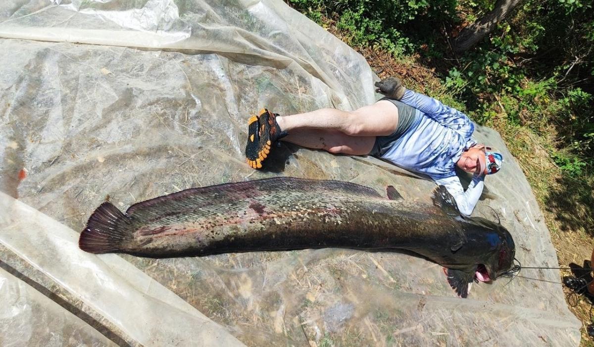 Саратовский рыбак поймал сома 82 кг на глубине 14 метров