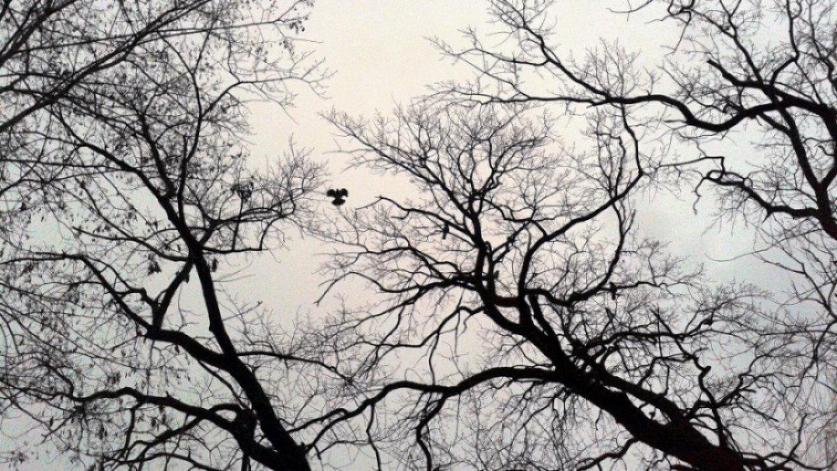 Инвентаризацию деревьев в Саратове завершат в 2025 году