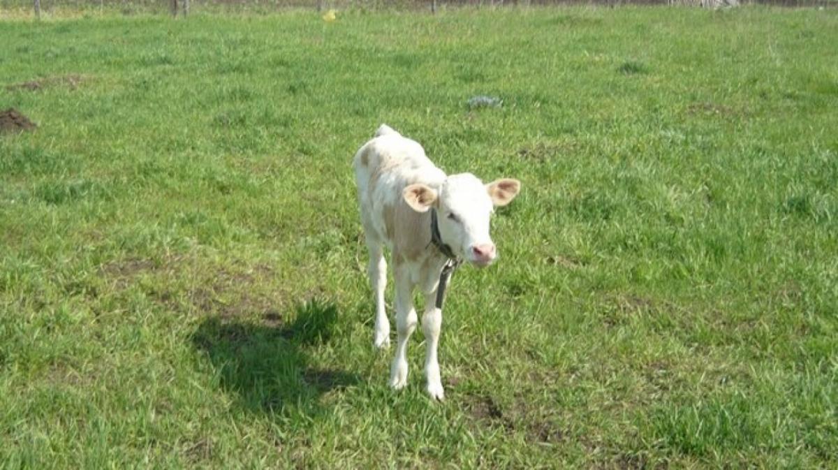 Под Саратовом фермерское хозяйство меняют на 3 млн или автомобили