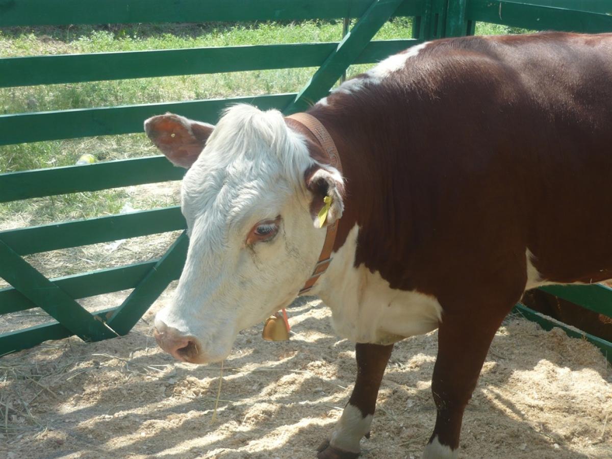 Из-за ящура в Оренбургской области и Казахстане в регионе началась вакцинация сельскохозяйственных животных