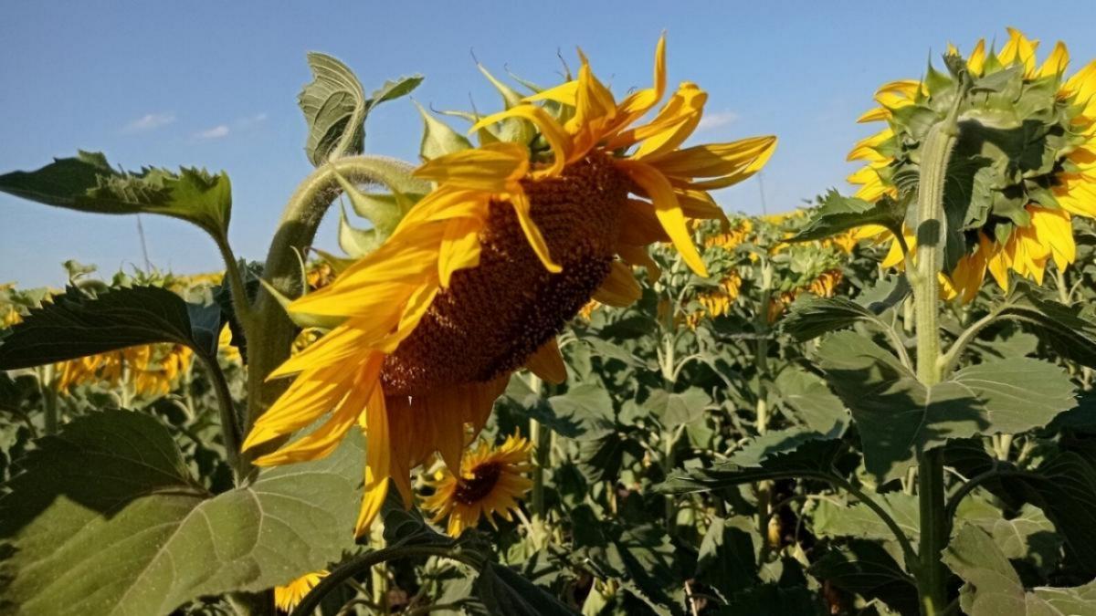 Под Саратовом за 80 млн продают элеватор и лабораторию на Волге