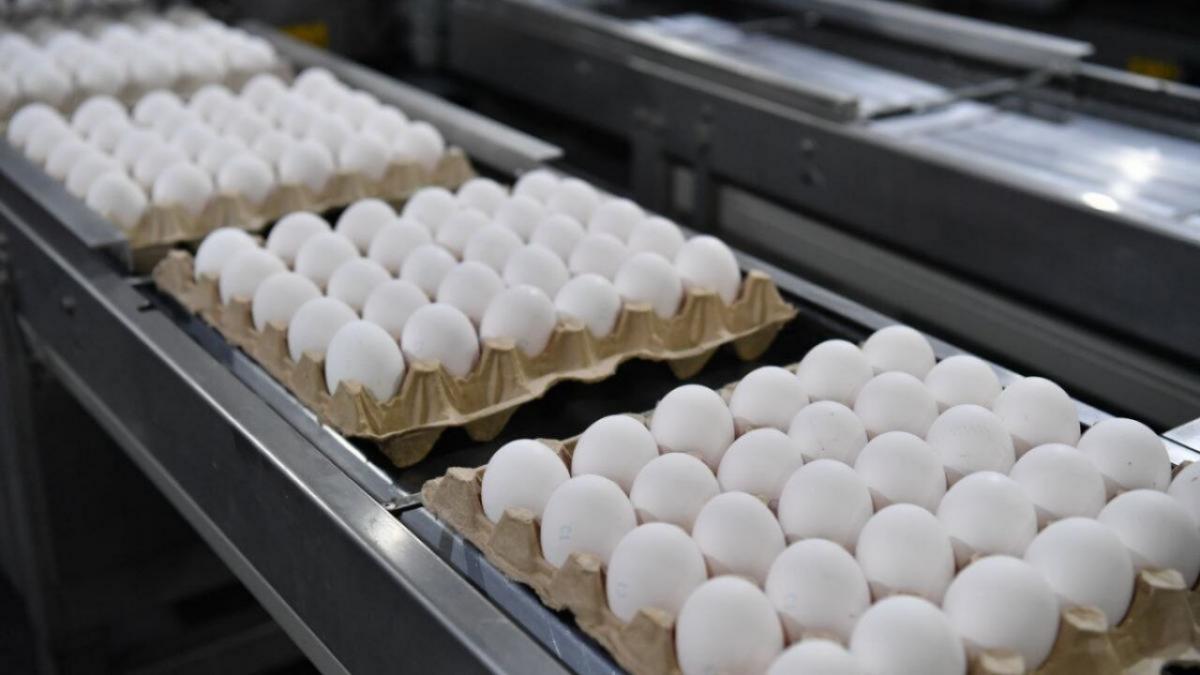 Производство яиц в регионе выросло на 29% с начала 2024 года