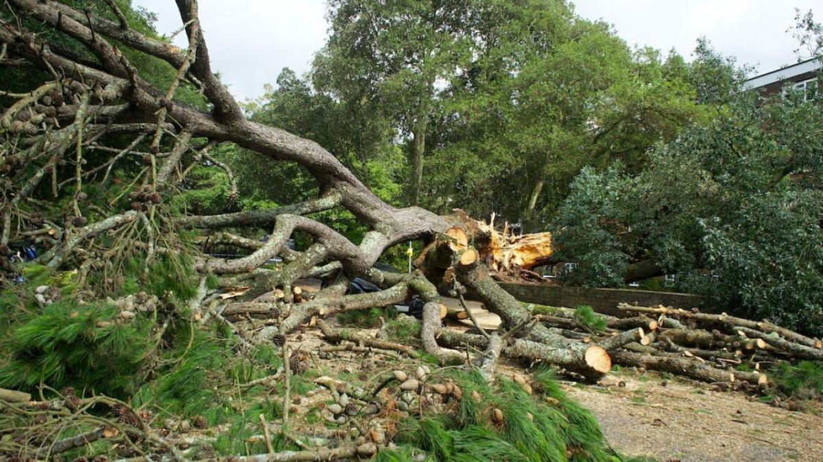 В Саратове из-за сильного ветра падают деревья и ветки