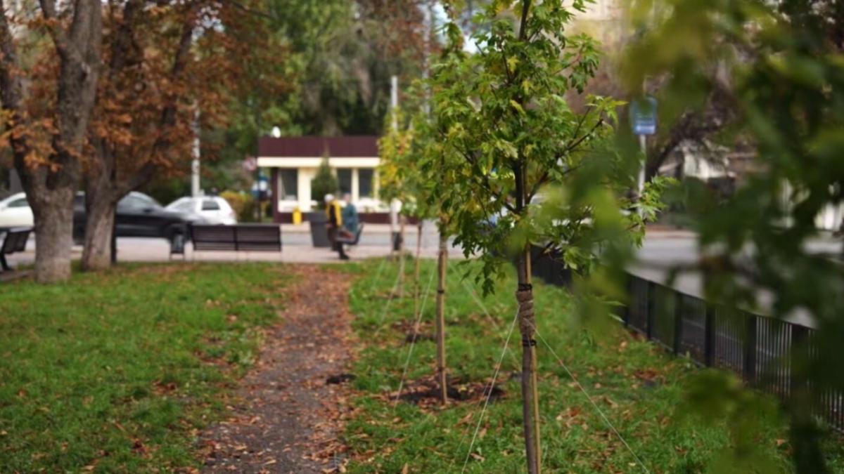 Бусаргин: в центре Саратова высаживают клены, липы и сирень