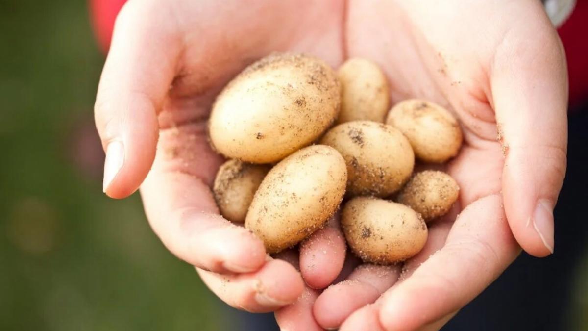 Половина дачников Саратова не будут сажать картошку в новом сезоне