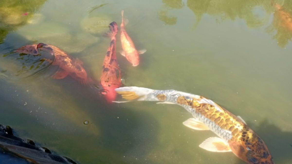 Почти 20 тонн корма для рыб из Киргизии не пустили в Саратовский регион