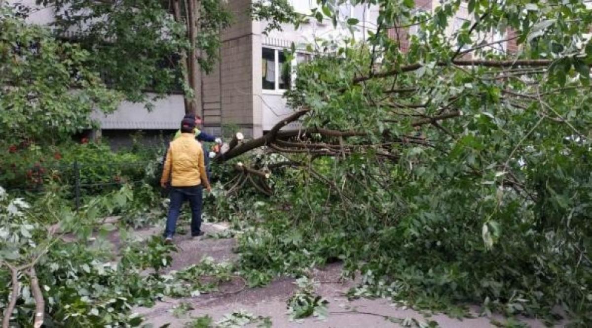 Мэрия Саратова: воскресный ураган повалил в городе 6 деревьев