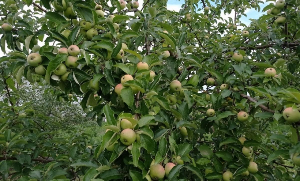 В Саратовской области начнут производить яблочное пюре и сухое молоко