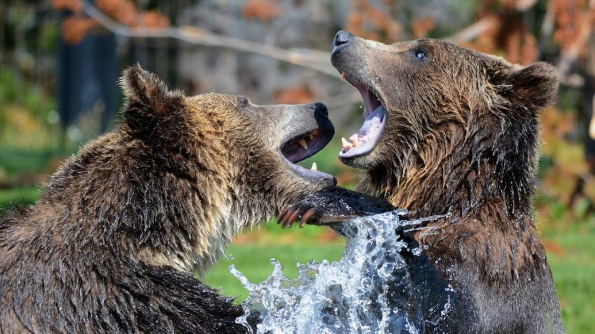В Саратове потребовали изъять трех медведей у бизнесменов