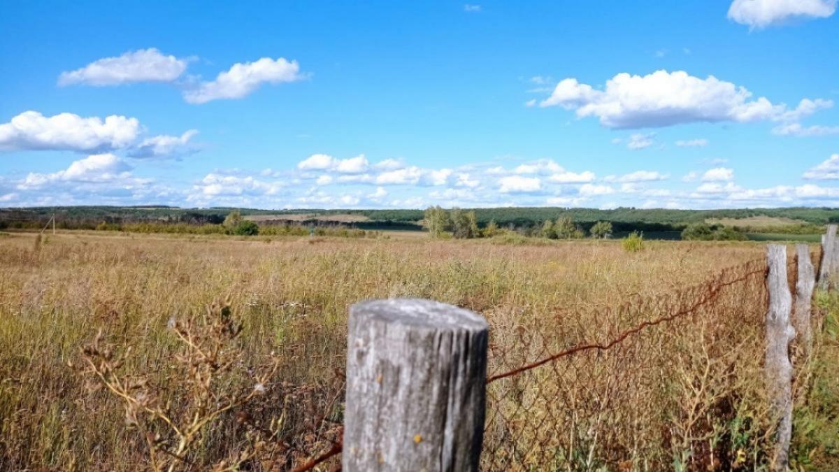 Саратовская область вышла в лидеры по сбору зерна в ПФО