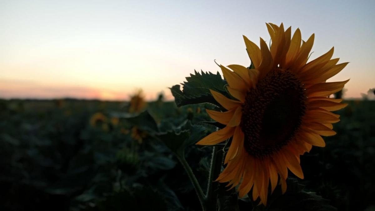 В Саратовской области 5-этажную мельницу с оборудованием продают за 350 млн