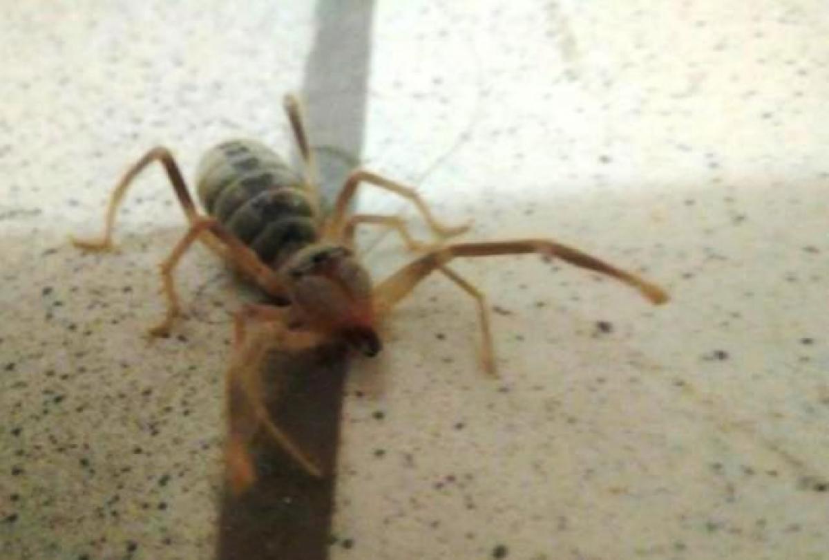 Топ-7 прошедшей недели. Загадочная тварь в подъезде и новый саратовский губернатор