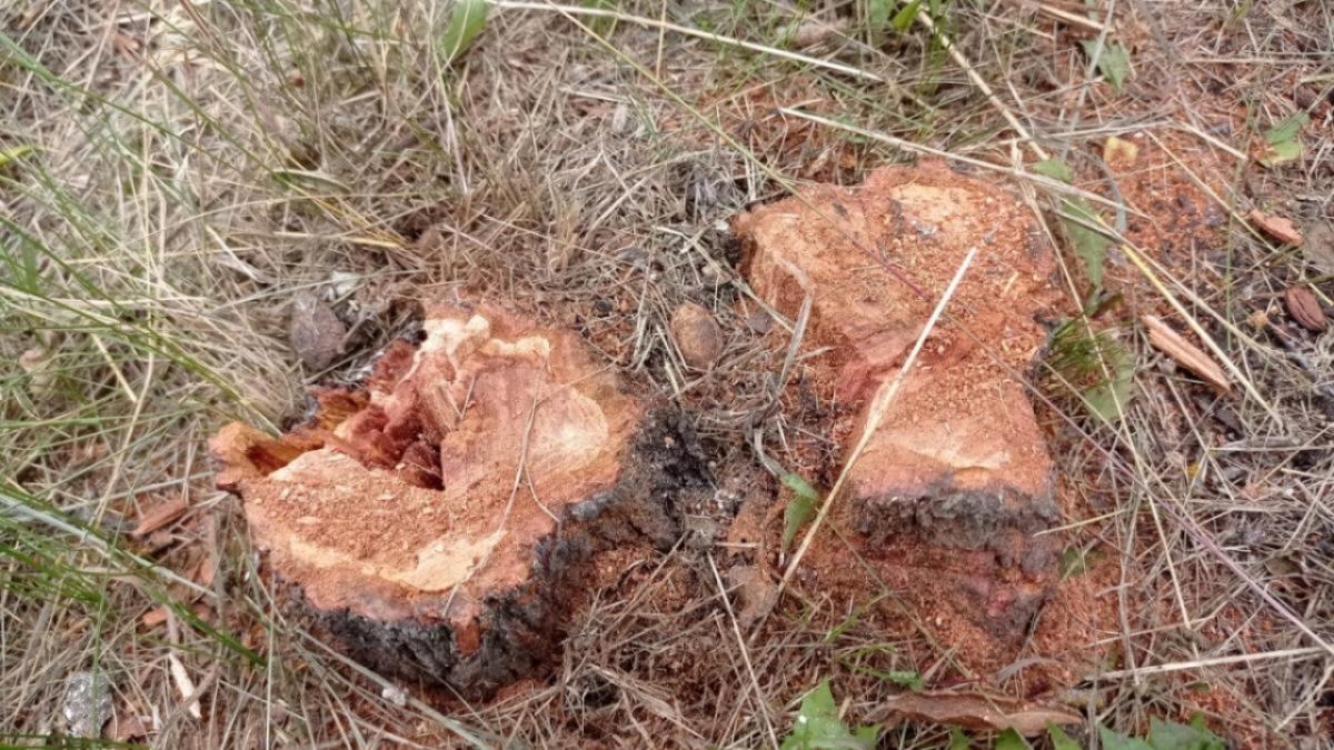 В Саратове спилят и подвергнут обрезке еще более 200 деревьев