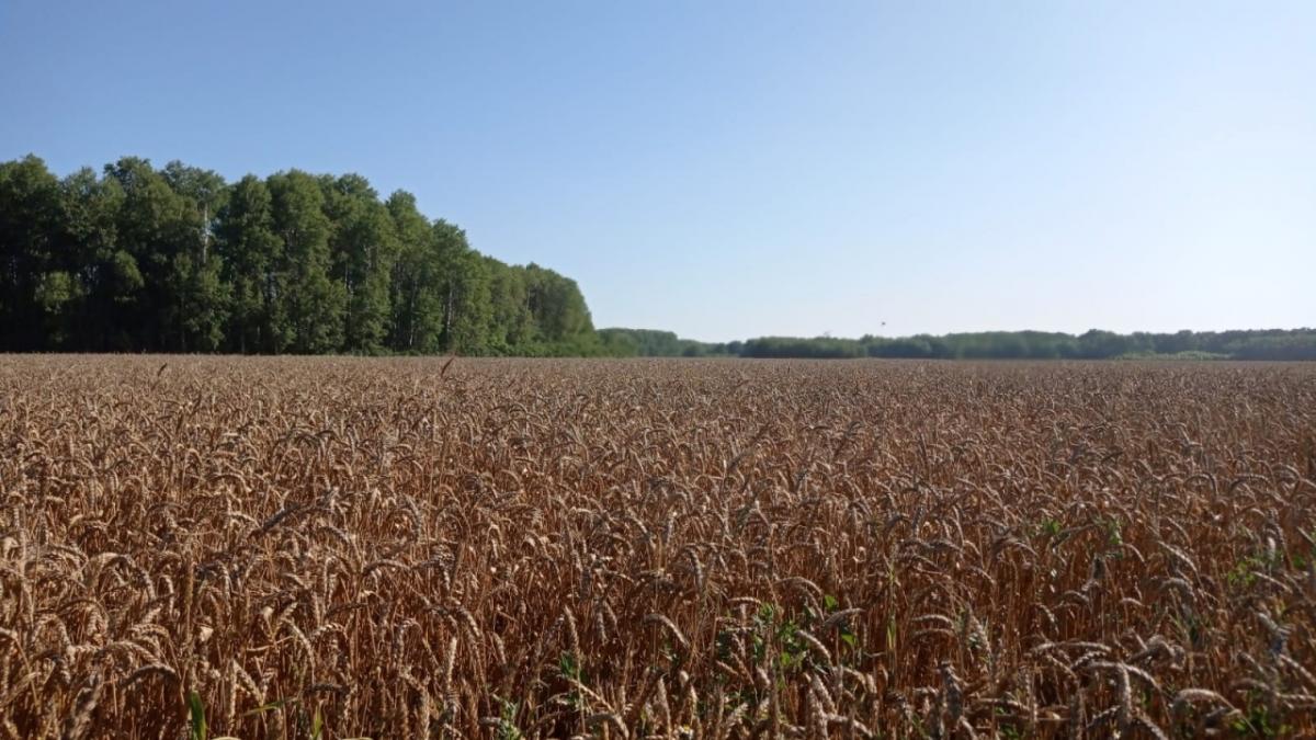 Саратовский фермер получил высокую государственную награду