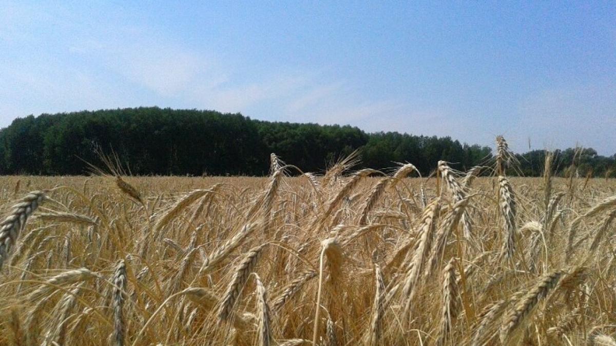 Первые полмиллиона тонн зерна собрали в Саратовской области