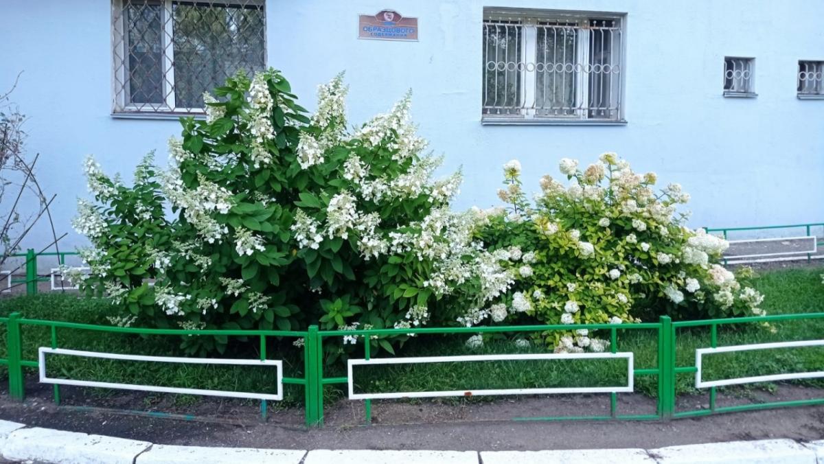 Глава Саратова отметил красоту городских палисадников