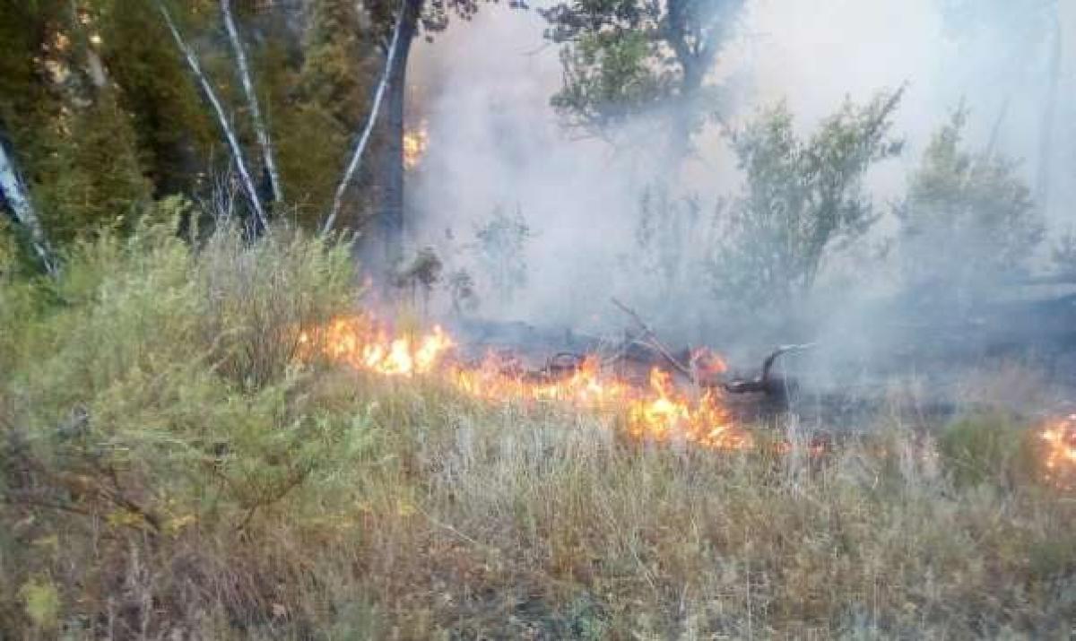 В Саратовской области дважды горел остров на Волге - отдыхающие бежали на катерах и лодках 