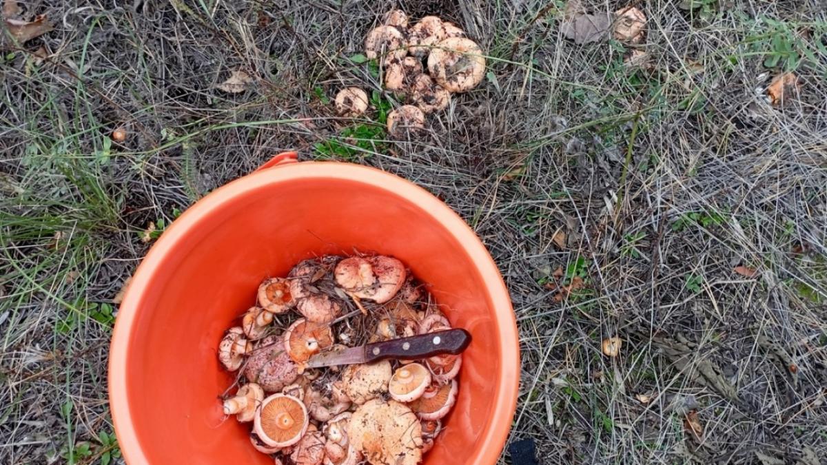 Рыжики, маслята, песочники: саратовцы рассказали о «море грибов» в местных лесах