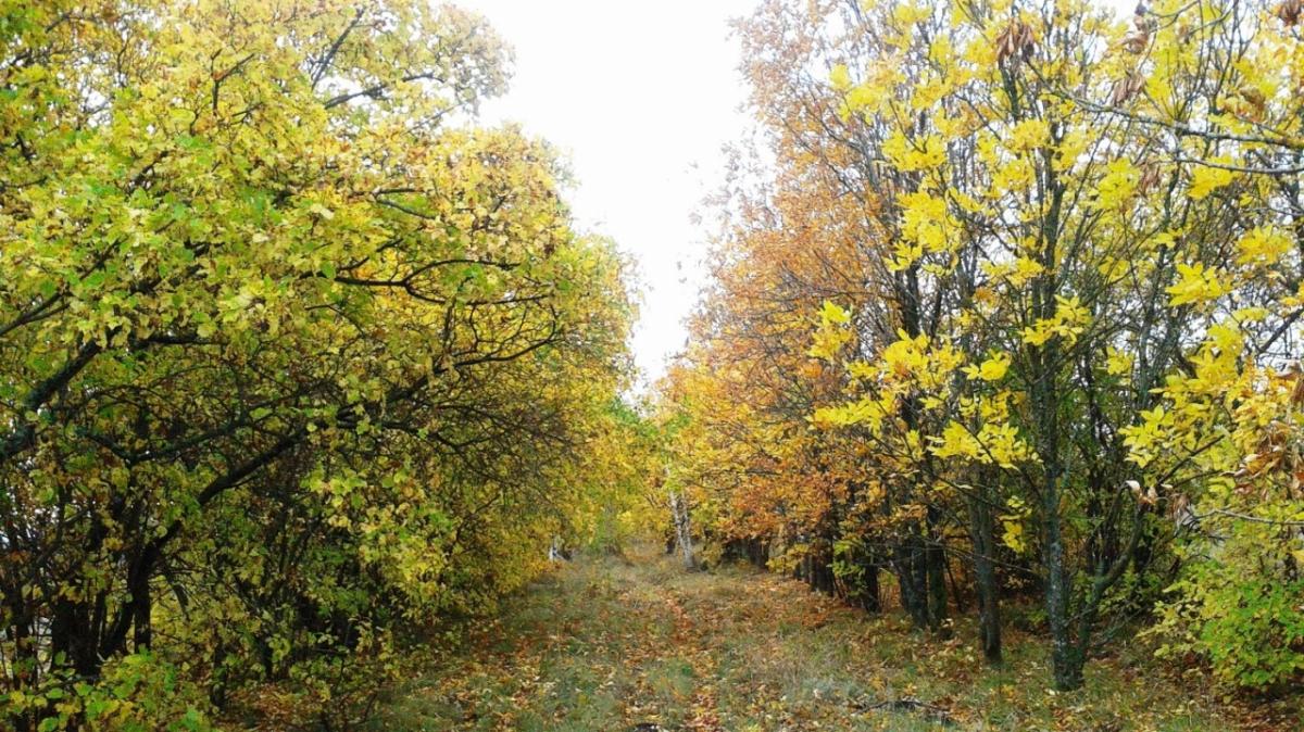 В Саратовской области утвердили квоты на отстрел косуль, оленей и барсуков