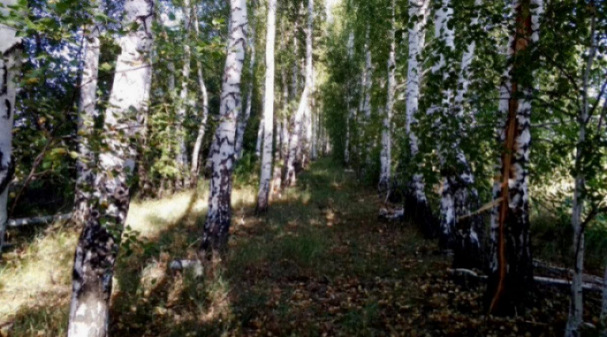 Минприроды: массовой вырубки деревьев на Кумысной поляне не будет 