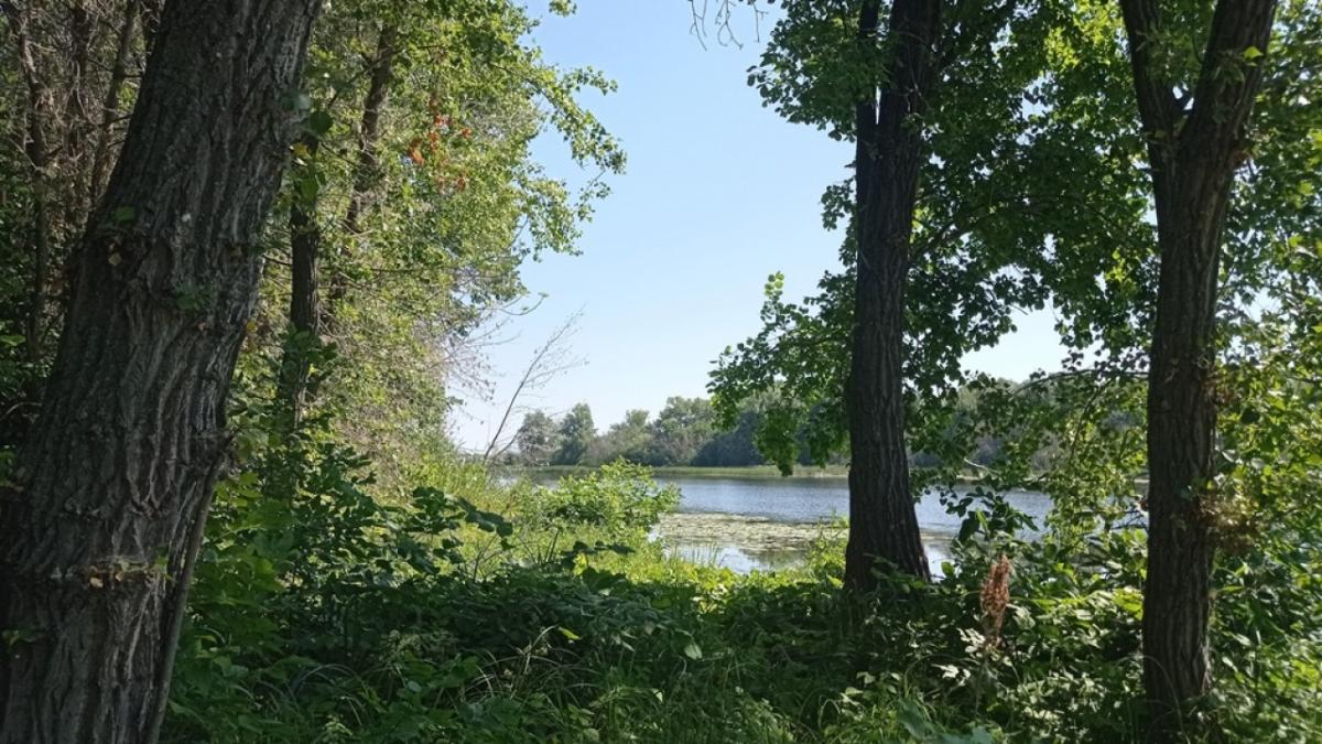 Под Саратовом за 1,5 млн рублей продают дом с личным водоемом и грибными лесами