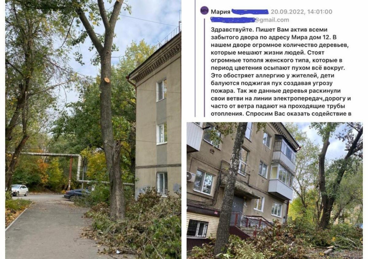 Депутат Самсонов отчитался перед саратовцами об опиловке деревьев, создававших опасность