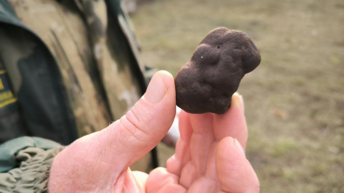 Саратовцы нашли в лесу самые дорогие в мире грибы – черные трюфели