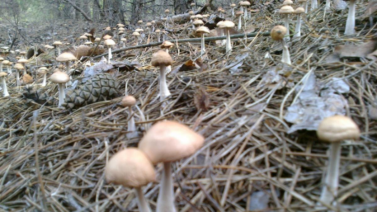 Саратовцы собрали множество грибов на Кумысной поляне в выходные