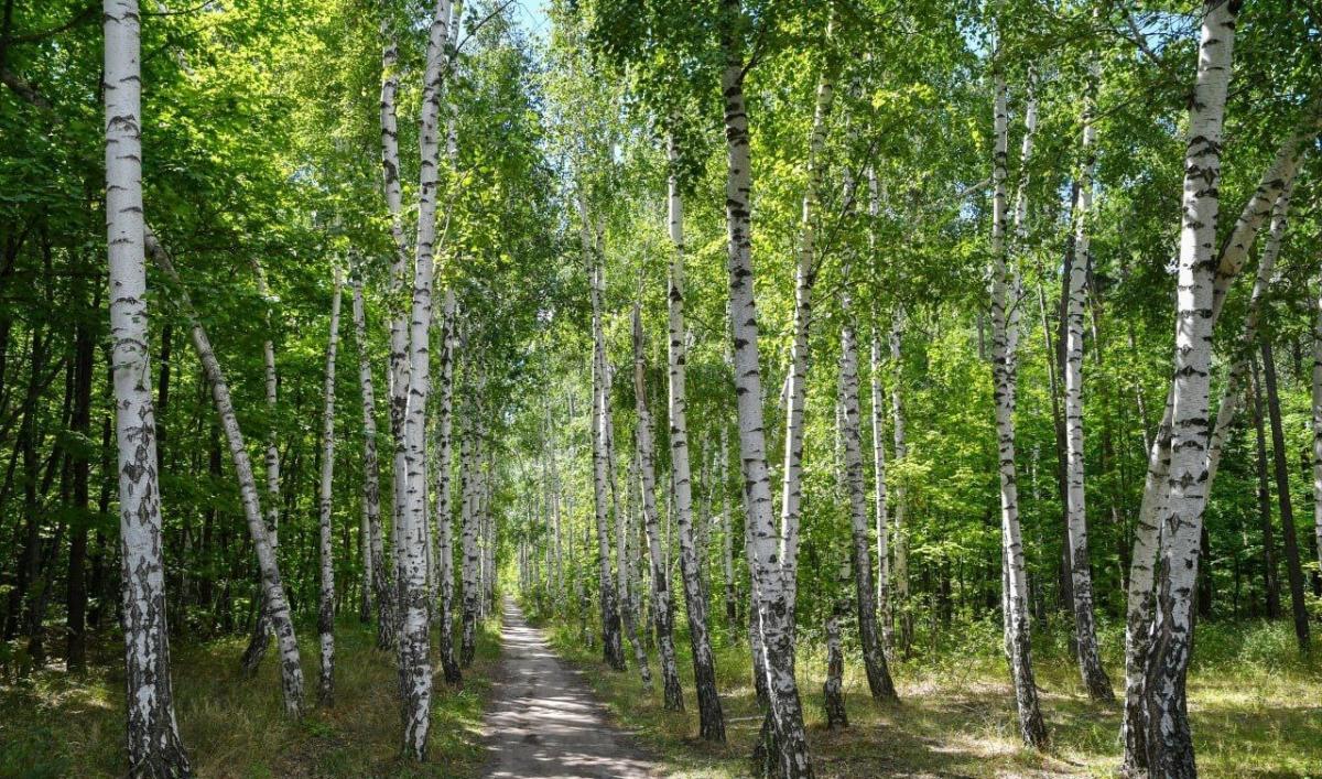 Саратовские власти прокомментировали ситуацию с заказником «Центральный»