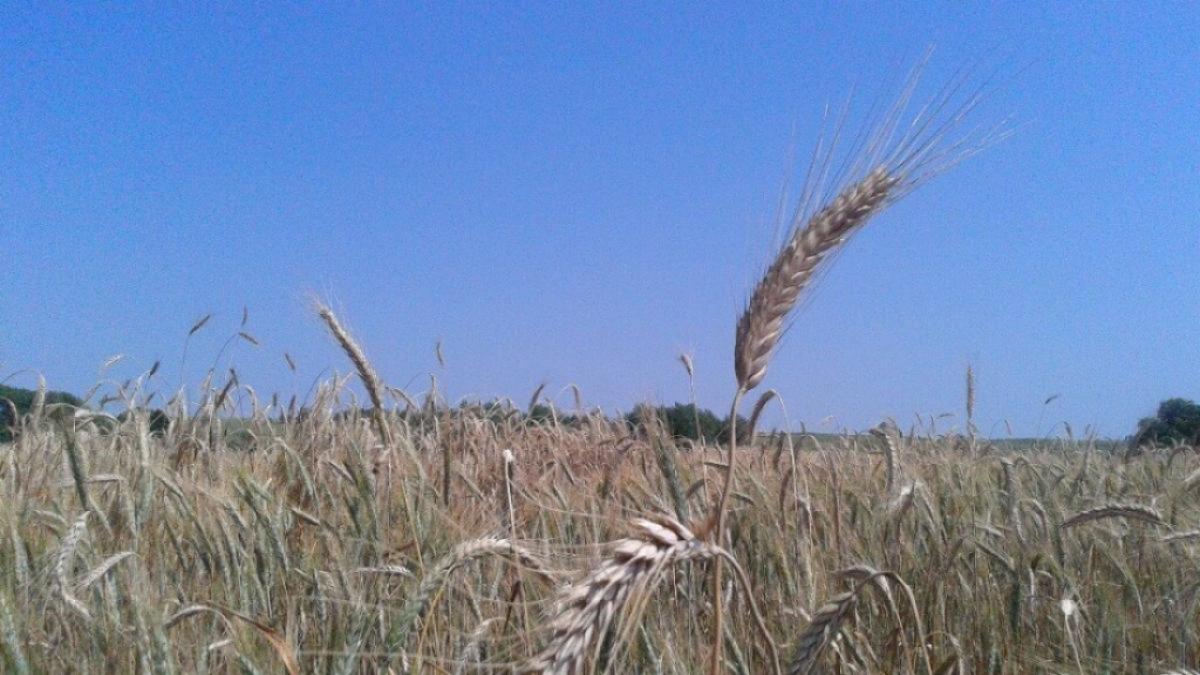 В Саратовской области собрали почти 5 млн тонн зерновых